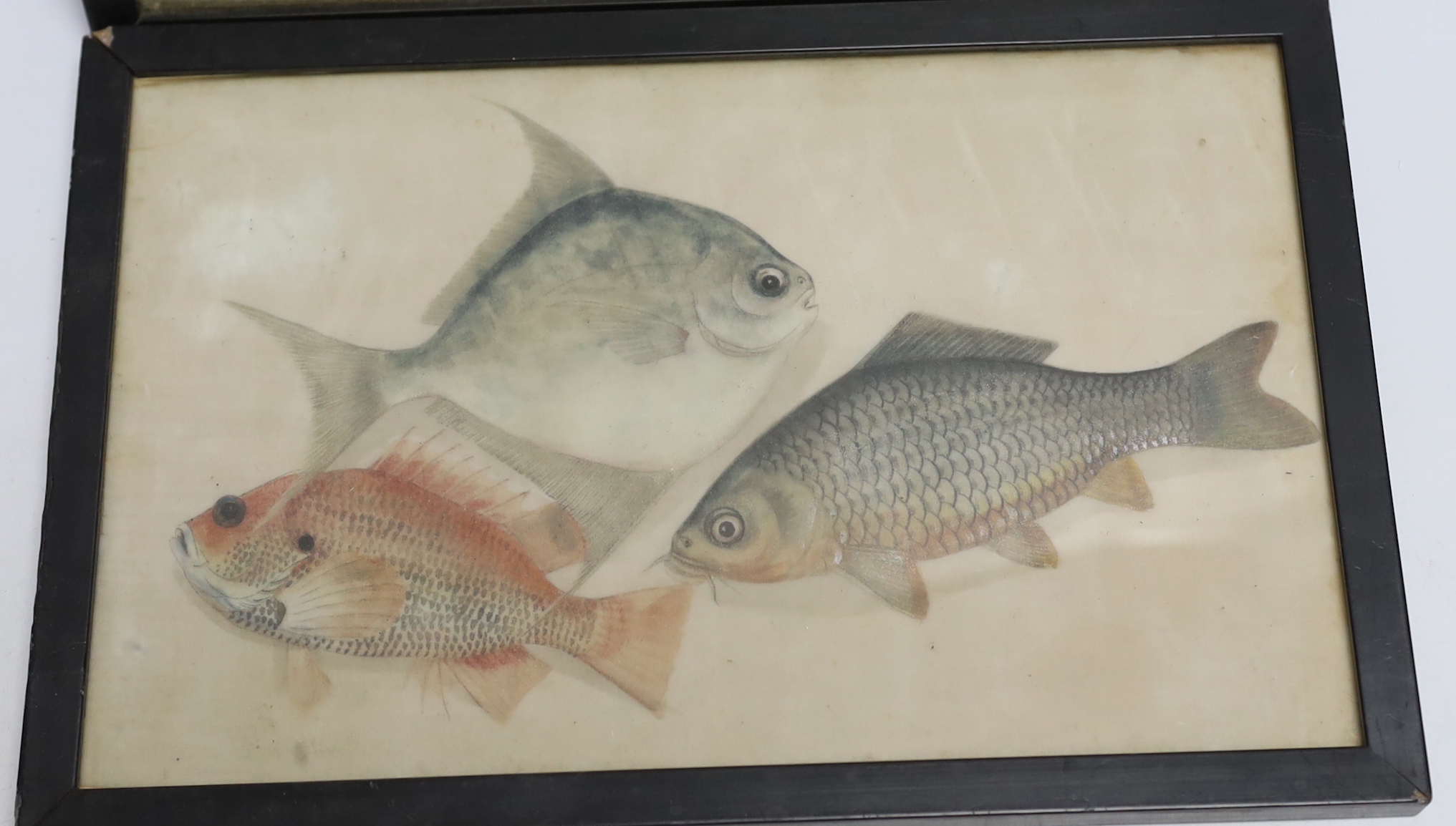 Two 19th century Chinese pith paper paintings of fish, 16 x 26cm